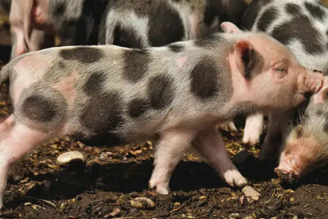 Pijetren - karakteristike, proizvodnja i uzgoj