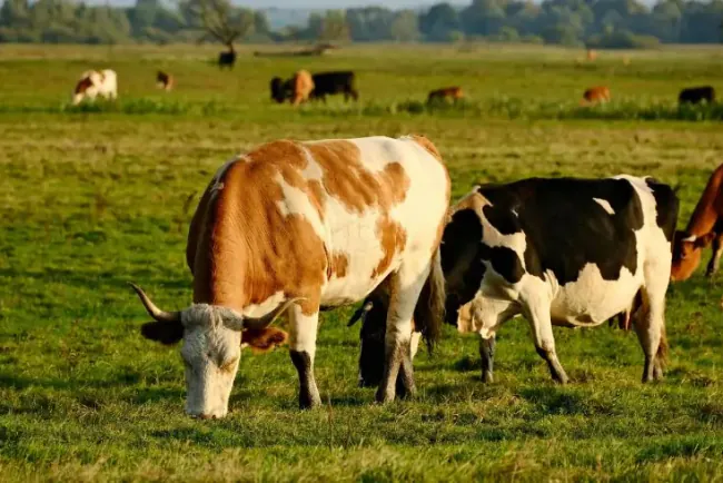 Prijava premija za stočarsku proizvodnju 2026.