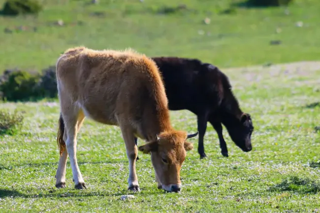 Zašto krave "gube" mlijeko u proljeće?