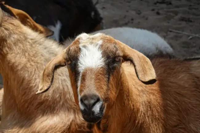 Pregled cijena stoke u Crnoj Gori – mart 2026.