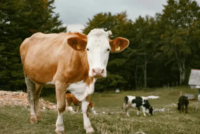 Na stotine malih farmera ostalo bez otkupa mlijeka?