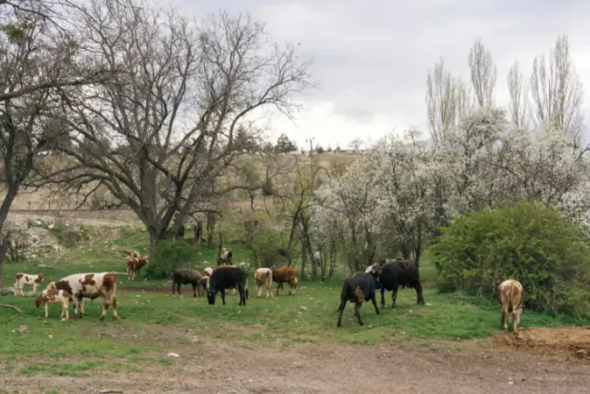 Proljeće donosi rast - ali i bolesti: na šta farmeri često zaborave?