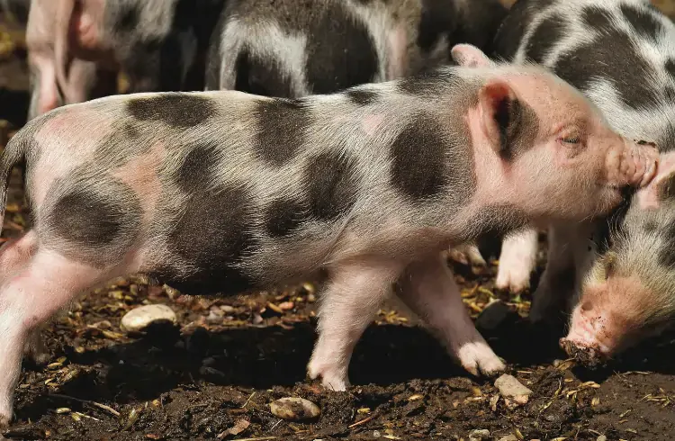 Pijetren - karakteristike, proizvodnja i uzgoj