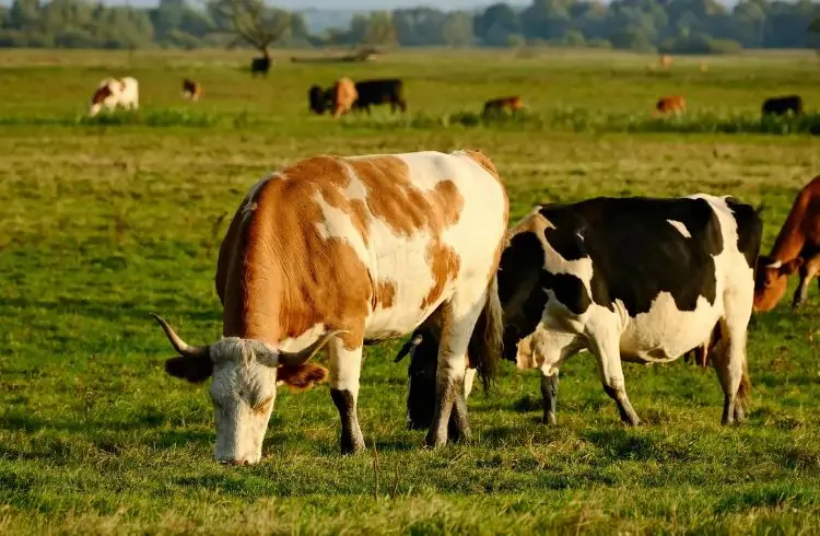 Prijava premija za stočarsku proizvodnju 2026.