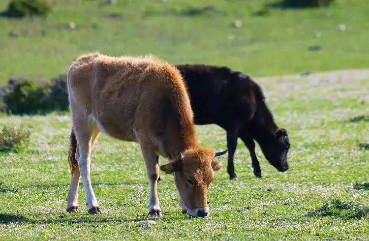 Zašto krave "gube" mlijeko u proljeće?