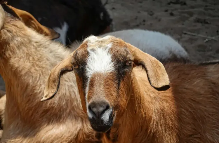 Pregled cijena stoke u Crnoj Gori – mart 2026.