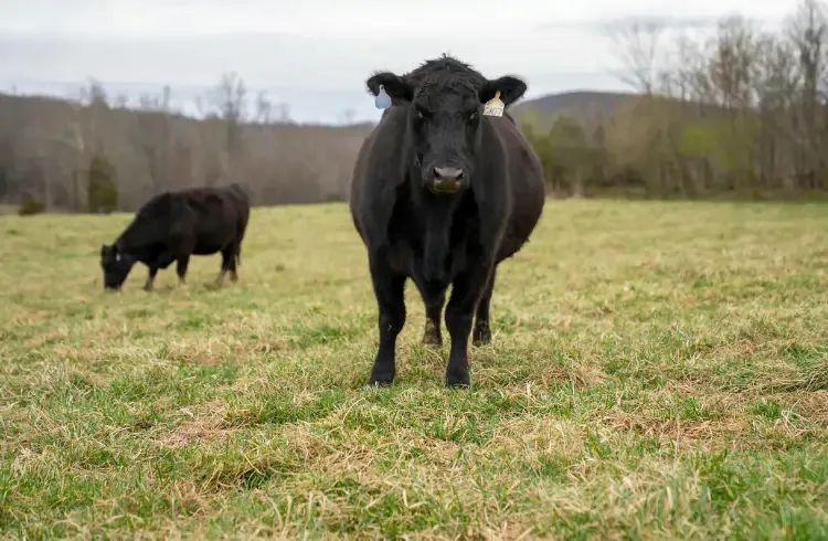 Aberdin Angus - karakteristike, proizvodnja, uzgoj 