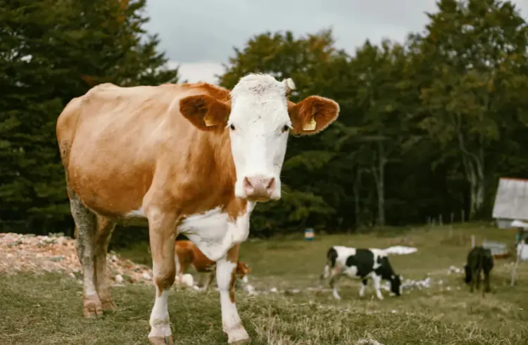 Na stotine malih farmera ostalo bez otkupa mlijeka?