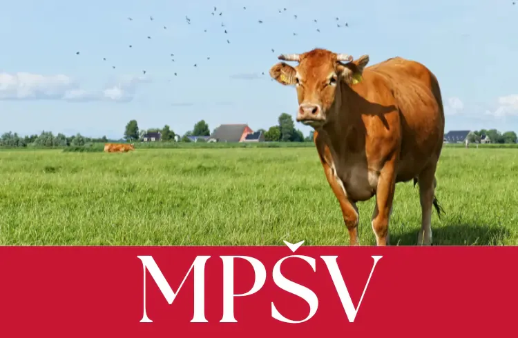 Obezbijeđen siguran plasman tržišnih viškova