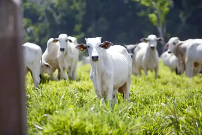 EU zabranjuje uvoz brazilskog mesa? Šta to znači za Balkan i domaće farmere?