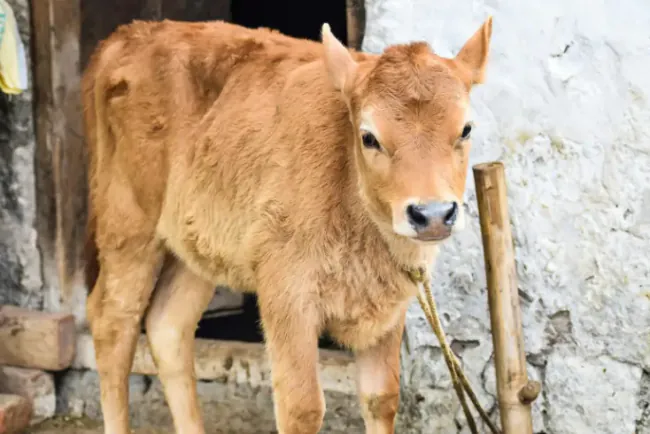 Najveće greške kod držanja teladi tokom maja i juna