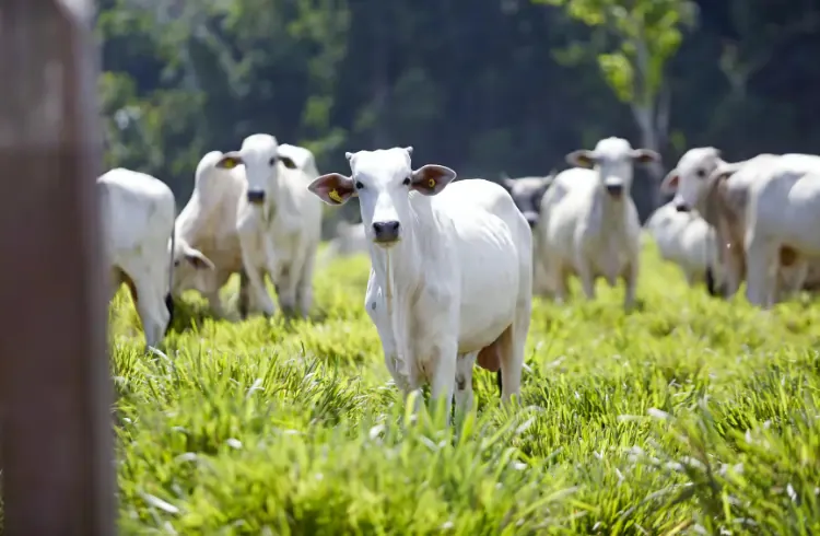 EU zabranjuje uvoz brazilskog mesa? Šta to znači za Balkan i domaće farmere?