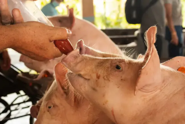 Tečna ishrana svinja - na šta obratiti pažnju?