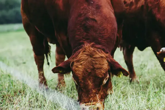 Kako pravilno odrediti težinu bika bez vage?