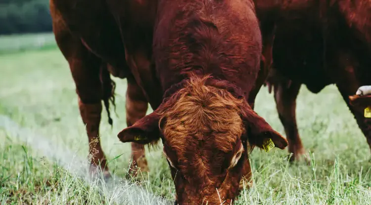Kako pravilno odrediti težinu bika bez vage?