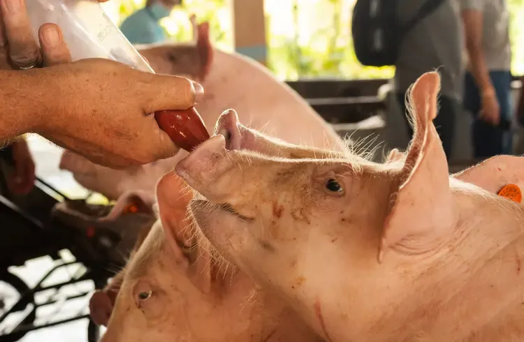 Tečna ishrana svinja - na šta obratiti pažnju?