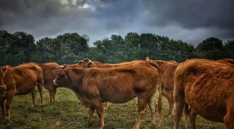 Pregled cijena stoke u Srbiji – jun 2026.