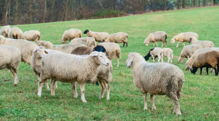 Ovce pred pripust: 30 dana koje mogu odlučiti uspjeh sezone