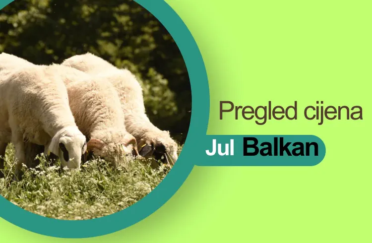 Nastavljen pad cijena jagnjadi u Srbiji - kakva je situacija na crnogorskom i bh. tržištu?