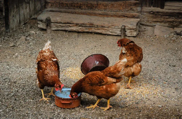 Glavni izvori proteina za kokoške?