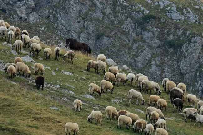 Počeo otkup jagnjadi - sistemski problem, nesistemsko rešenje