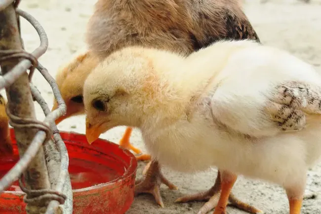 Kako odgojiti tek izležene piliće: 5 savjeta za zdrav podmladak