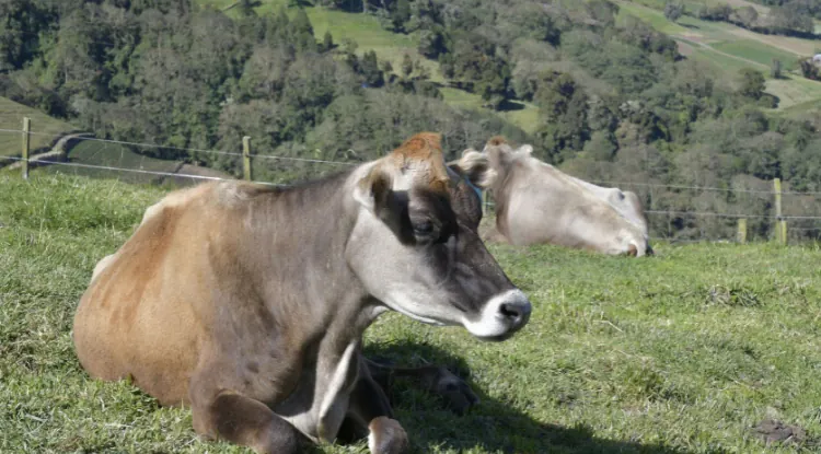 Kako produžiti laktaciju kod krava?