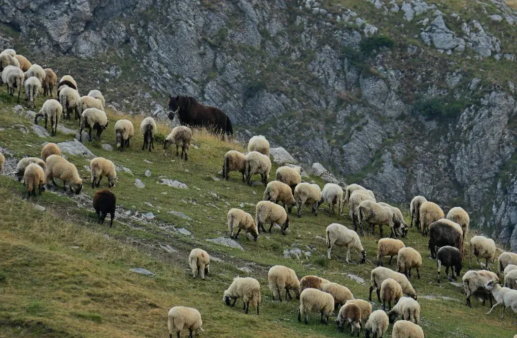 Počeo otkup jagnjadi - sistemski problem, nesistemsko rešenje