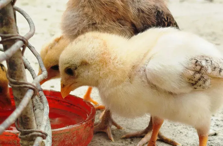 Kako odgojiti tek izležene piliće: 5 savjeta za zdrav podmladak